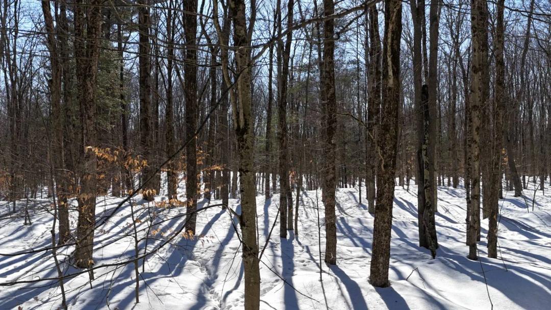 5 Acre Country Lot with Power Available in Florence, NY