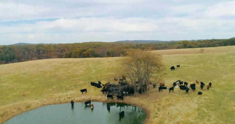 This is a working cattle Farm