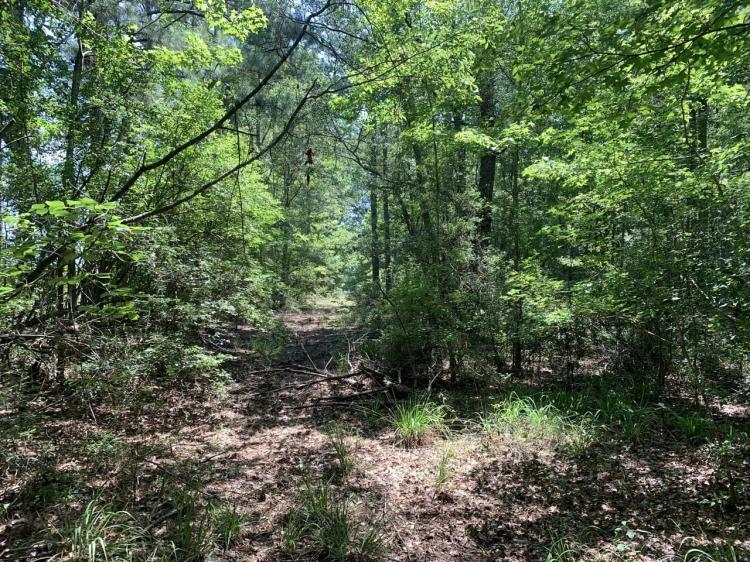 +/- 7 Acre Timberland Lot for Sale Pike County, MS