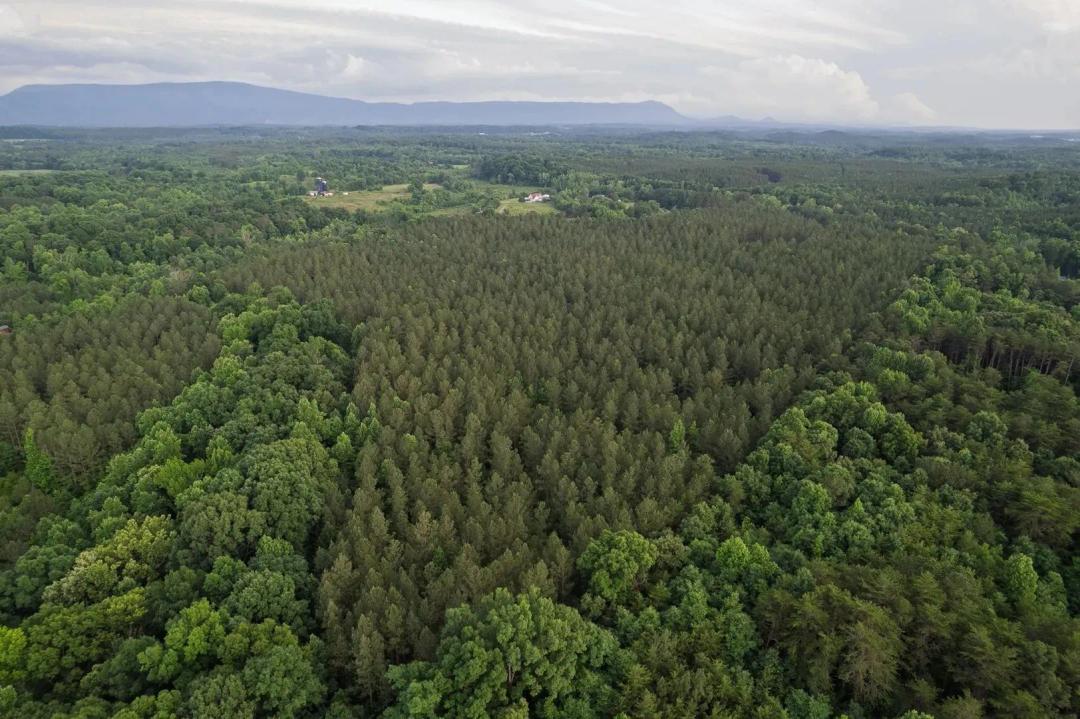 54 Acres | Calhoun, Tennessee | McMinn County