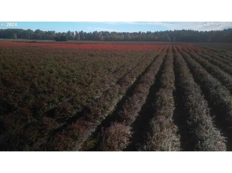 Blueberry Farm