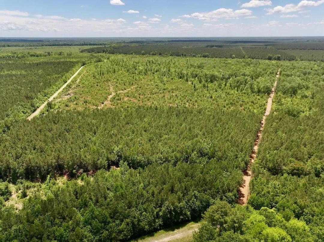 461.39 Acres of Hunting, Timber & Recreational Land for Sale in Eastern North Carolina!