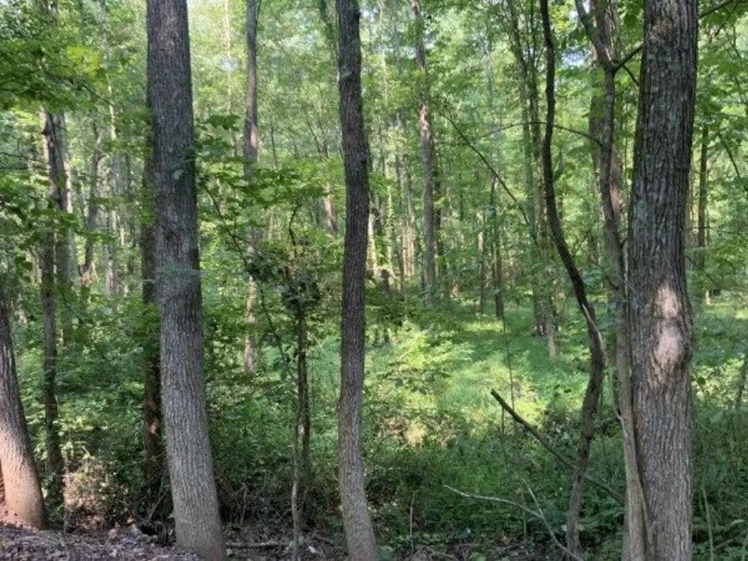 Hunt Ducks Deer and Turkey or build in Henry County!