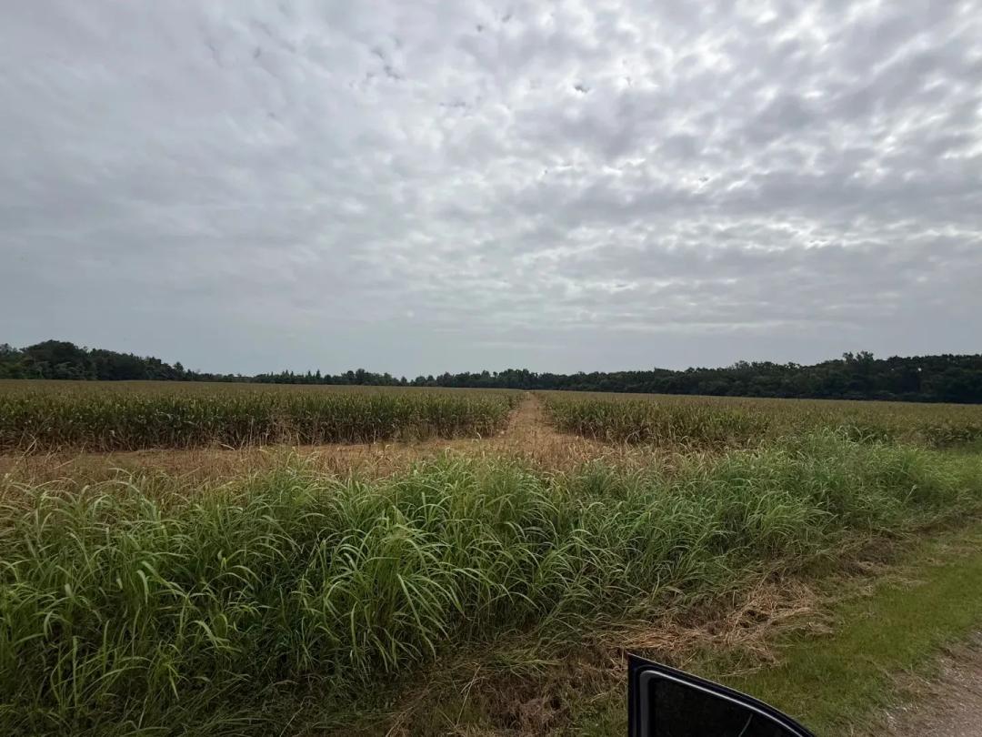 LA - Richland 80 acres +/-
