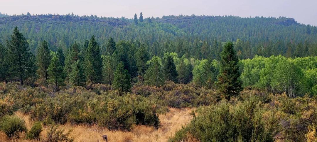 Private 481 acres - 3 sides Winema National Forest - Cooks Canyon - Pines Aspens Spruce Firs