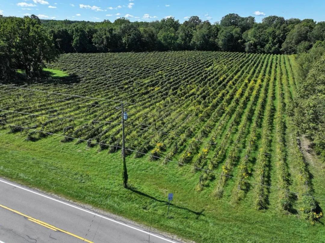 Vineyard and Recreational Land on 8 acres in Forestville NY Bennett State Rd