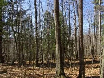 Gore Mountain View Forest