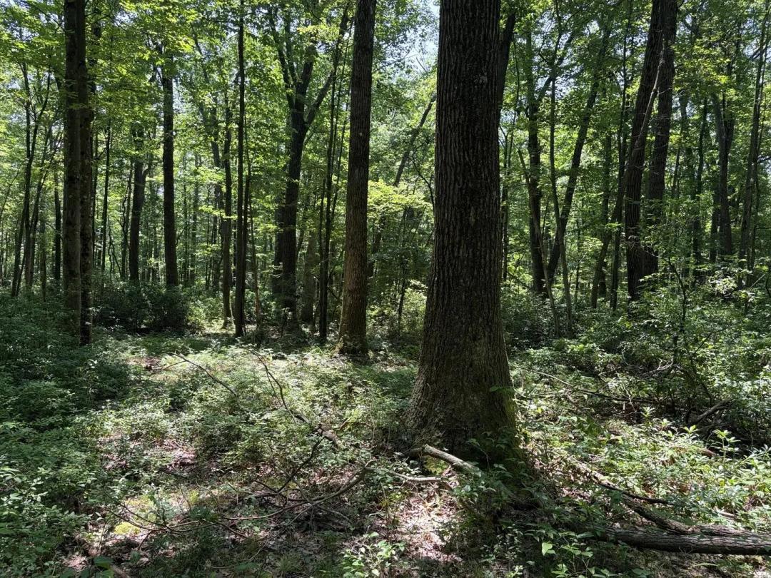 Greenwood Forest