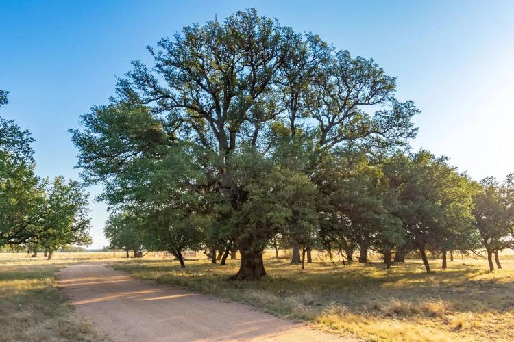 JD Ranch