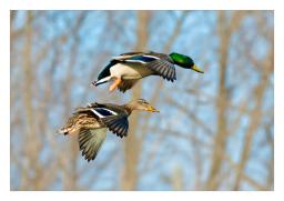 muddy water_Images67