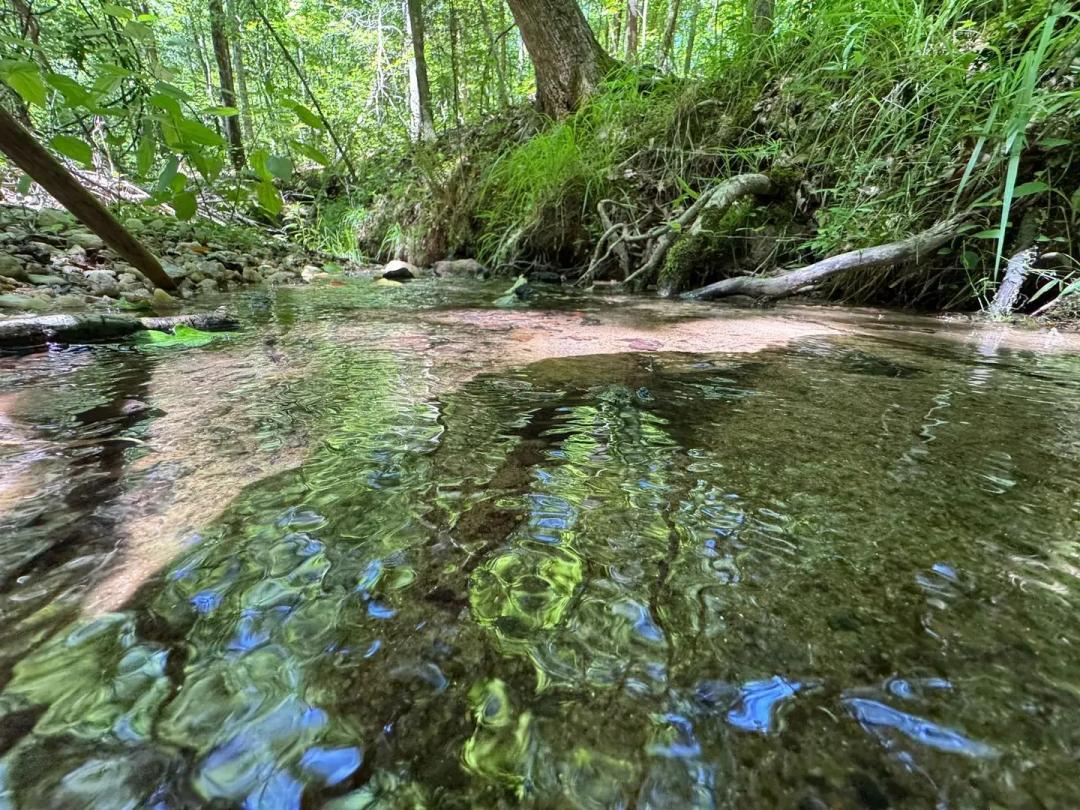 81 +/- acre Hunting/Recreational Timber Tract - Under 30 minutes to Auburn