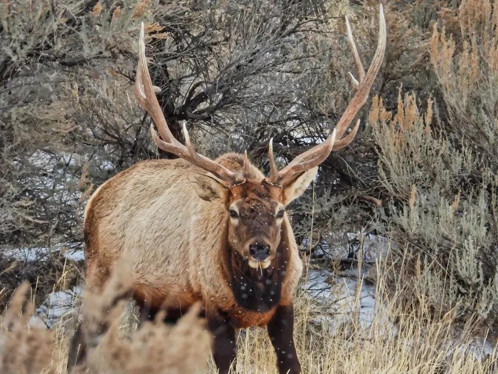img_Elk
