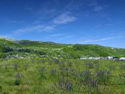 img_Wright-Spring-CMP-3