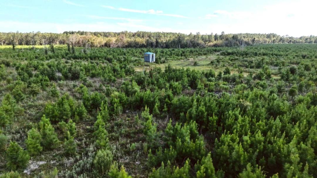 447 +/- acre hunting/timber plantation near Newington GA