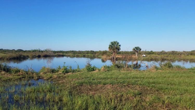 44 Acres Grove with Lake Views Perfect for Ranchettes
