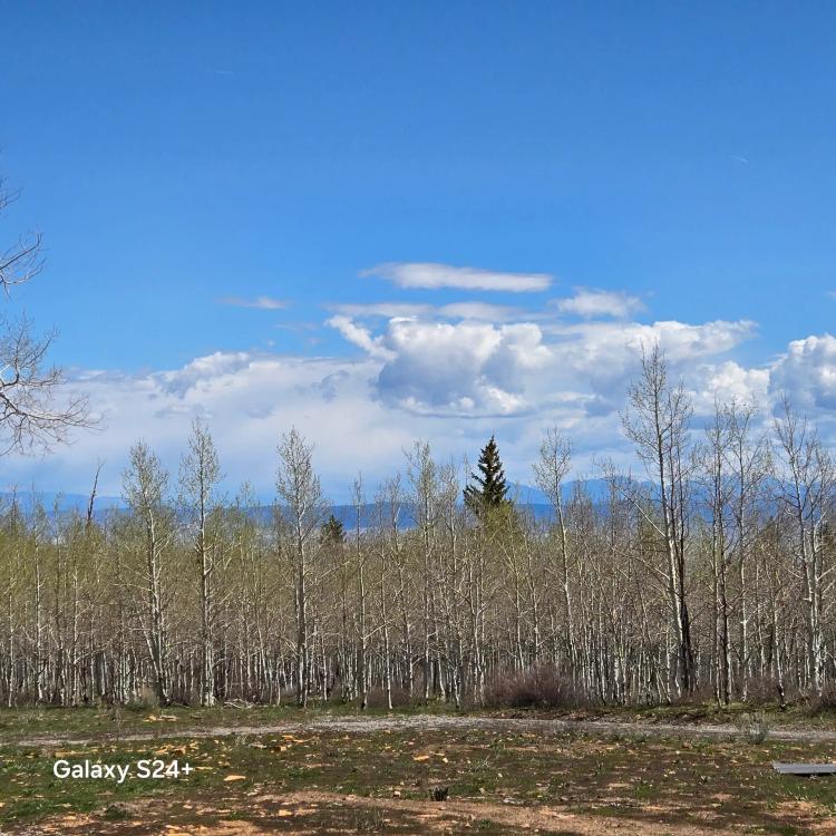 Uncompahgre Elk 180