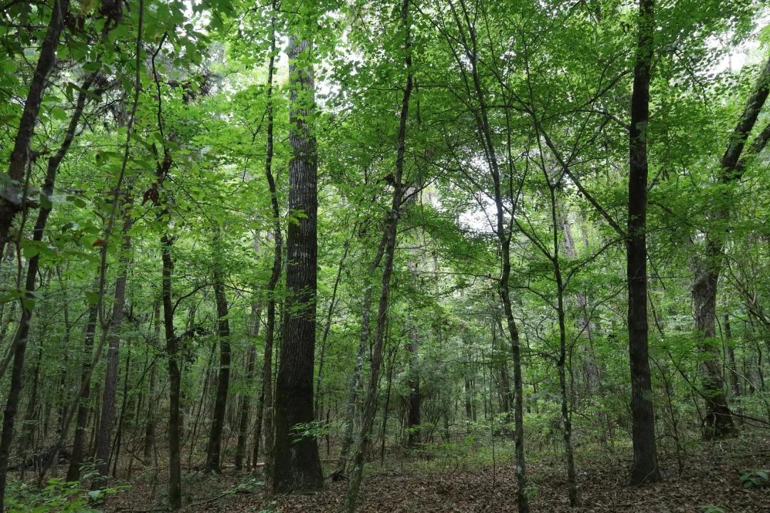 LA - Caldwell 9.5 acres +/- 