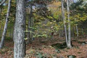 360.00 Acres at  Dunn Road