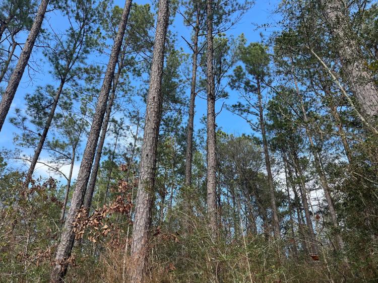 48 Acres in Wayne County, MS 
