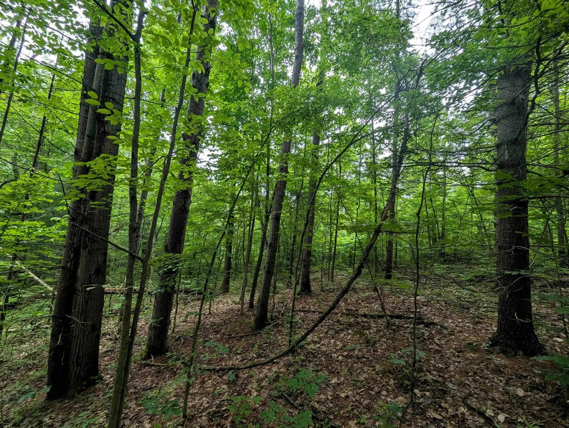 74939567-9