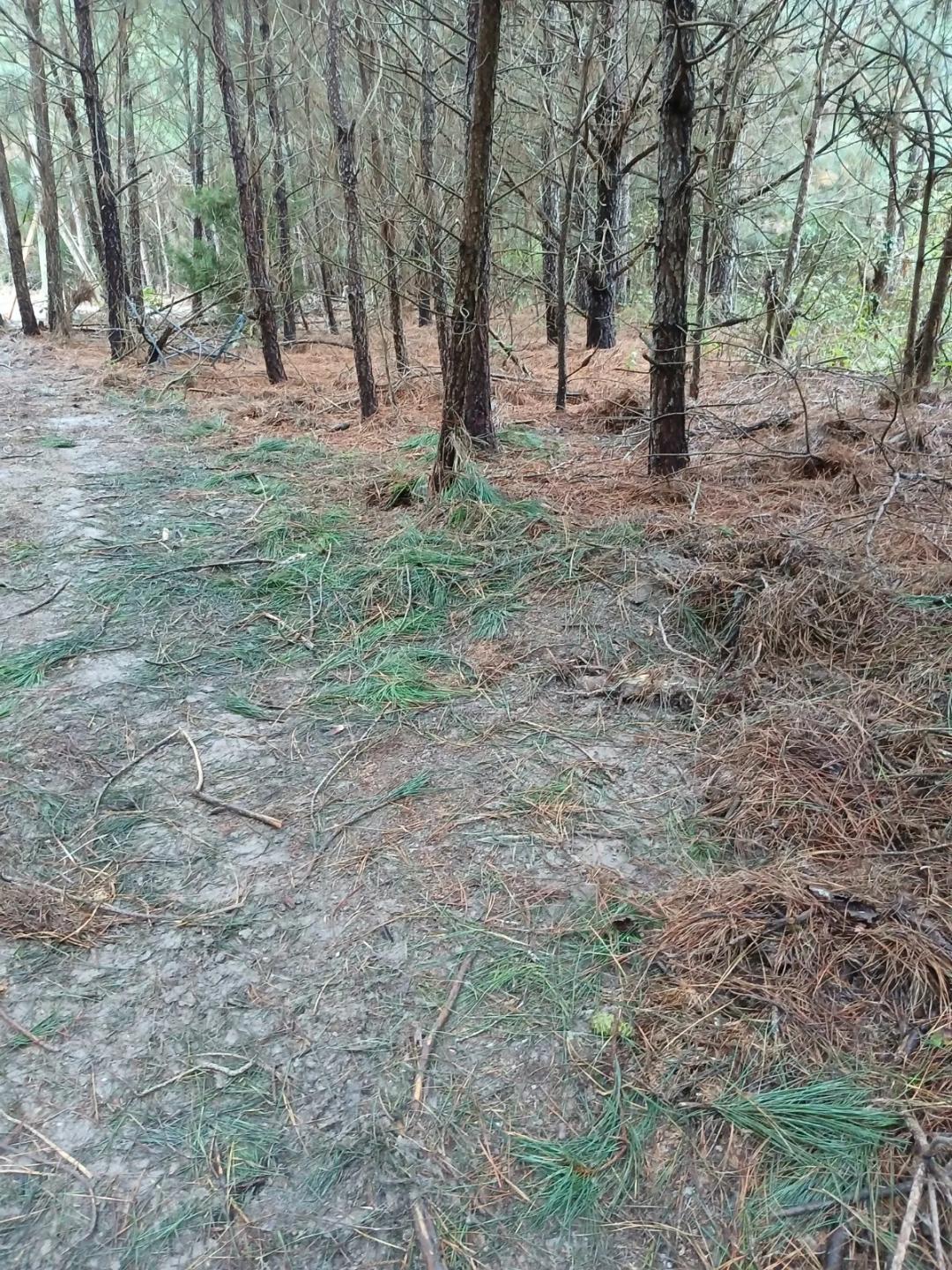 Forested Land With Timber For Sale