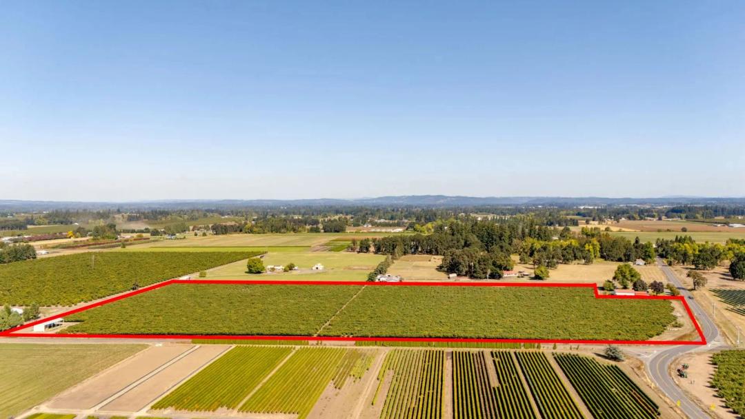 Established Hazelnut Orchard - Canby Oregon