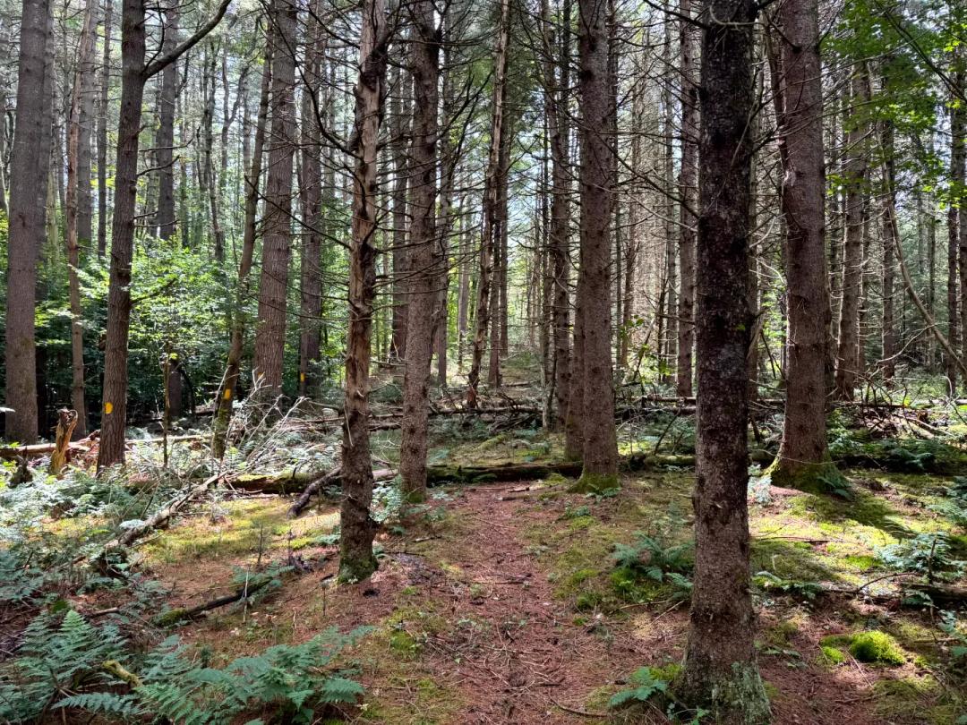 Southern Adirondack Forestlands