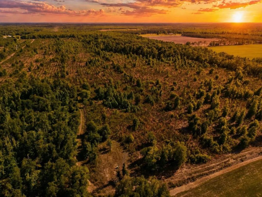 76.3 acres in Suwannee County with planted slash pine, hardwoods, no HOA, no deed restrictions, and flexible rural potential.