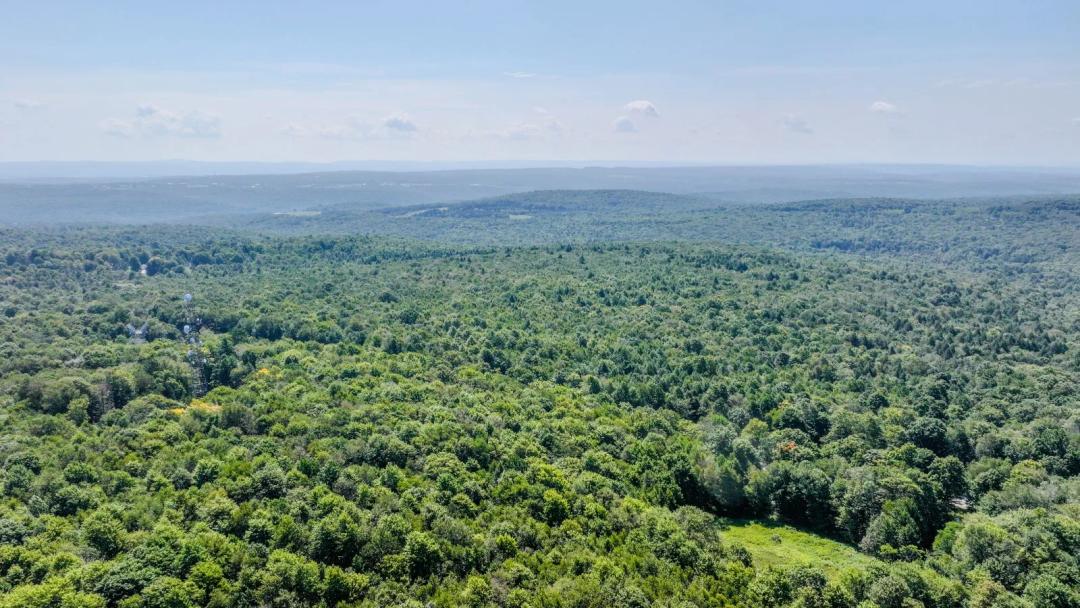 Half Interest in a Large All Timber Hunting Tract