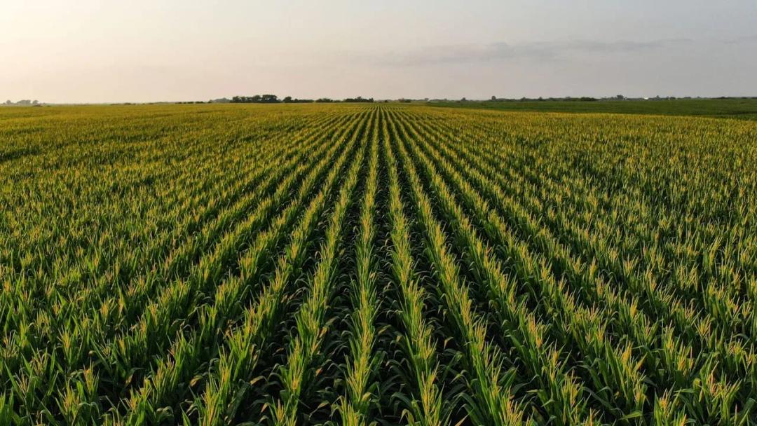 Listing #19190 - 522.50 acres in Wayne County, IA
