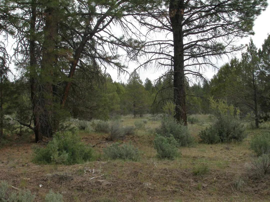 10 Treed acres Near Beatty Oregon - Owner financing available