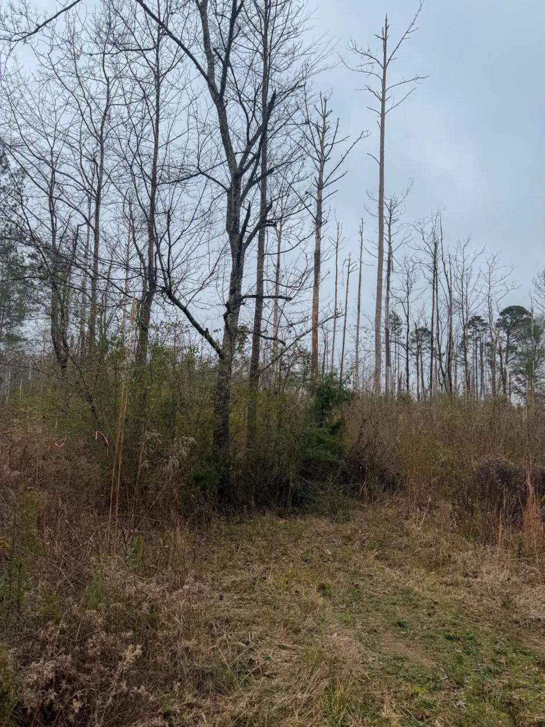 3.7± Acres in Braxton, MS - Easy Access off Highway 49