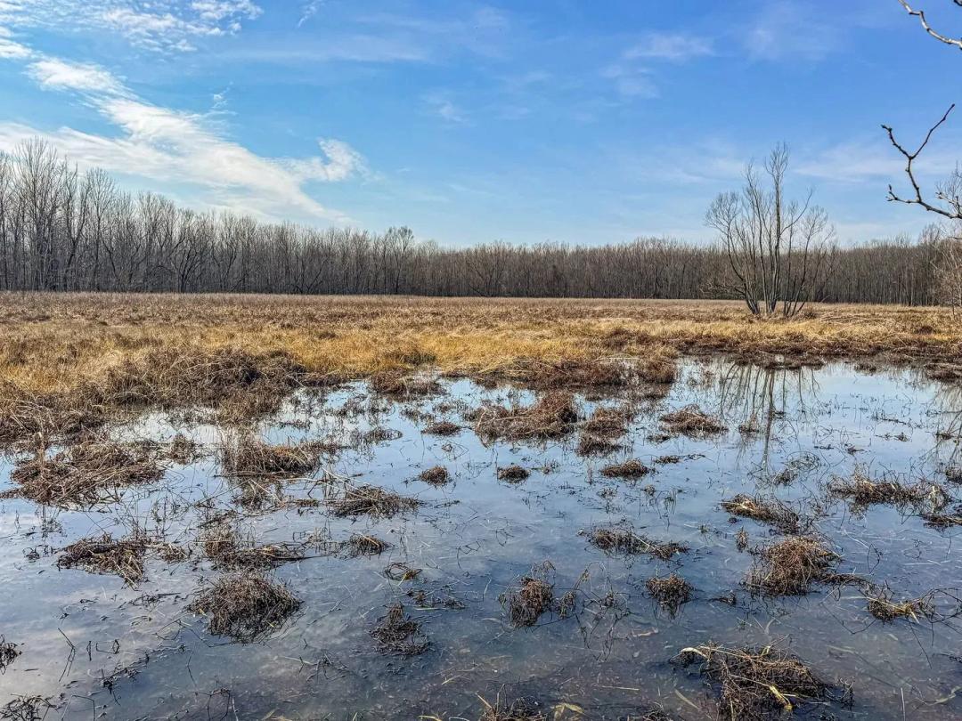 Mississippi Delta Ducks and Bucks