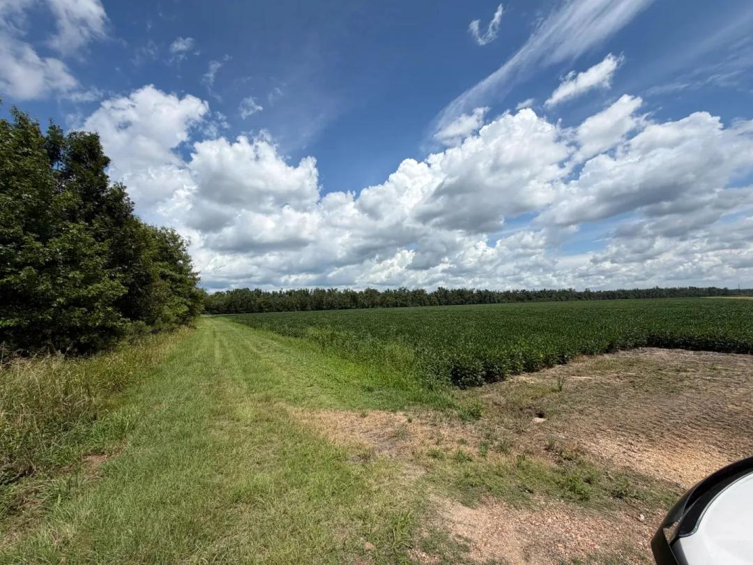 28 Acres in Morehouse Parish, LA 