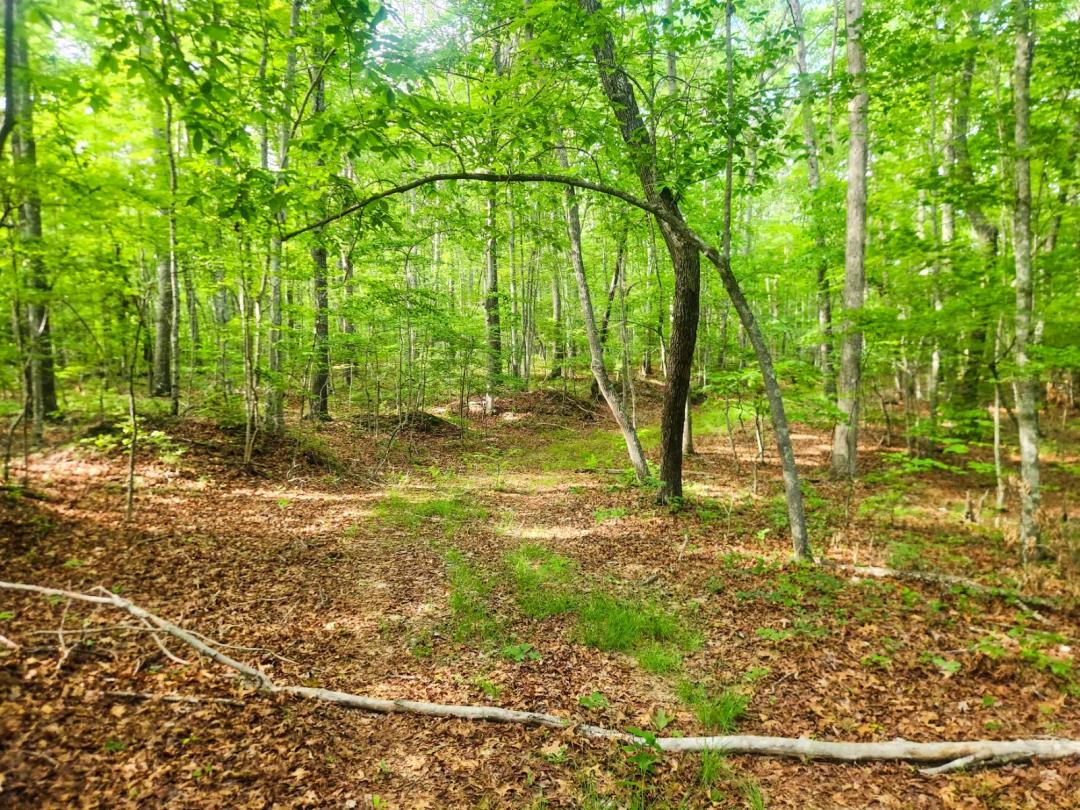 Tract 11 White Oak Mountain Rec Property