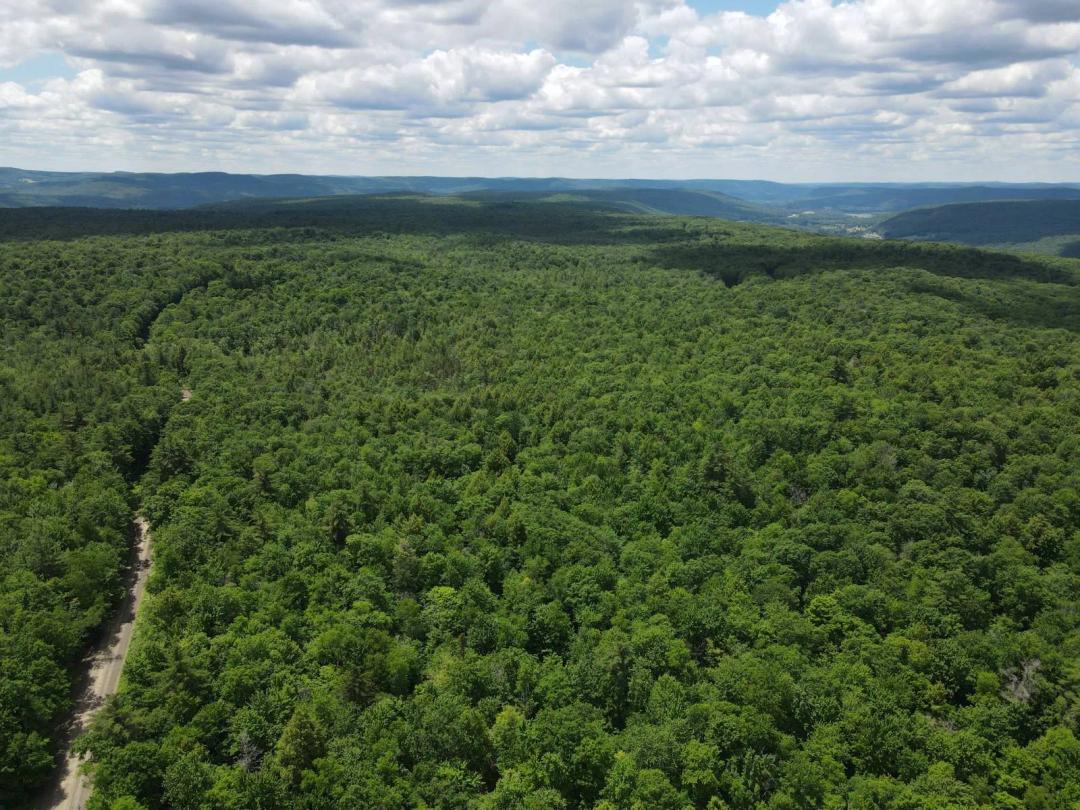 55.16 Acres of Privacy &amp; Potential