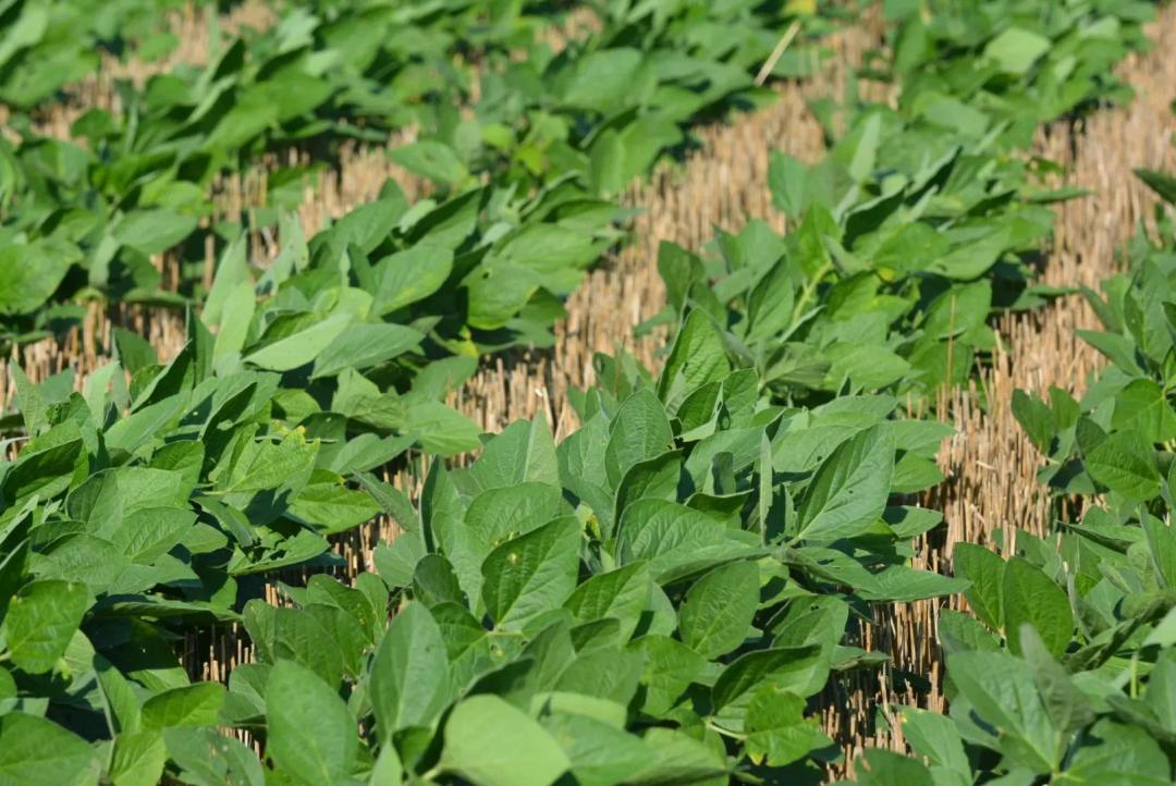80-Acre Income-Producing Farm in Osage County, KS for Sale