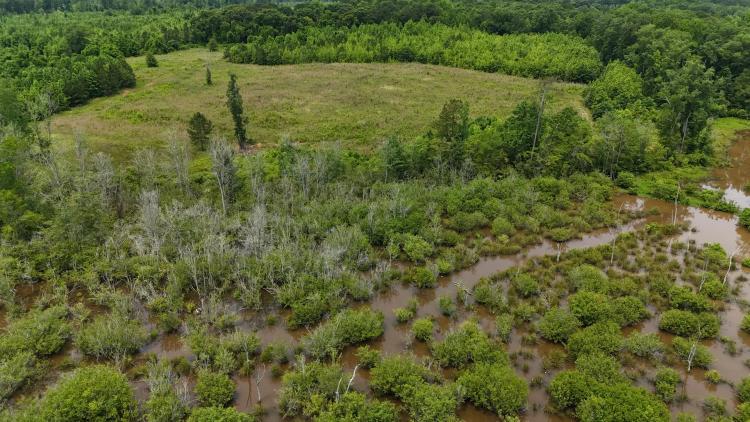 29 Acres in Lamar County, GA 