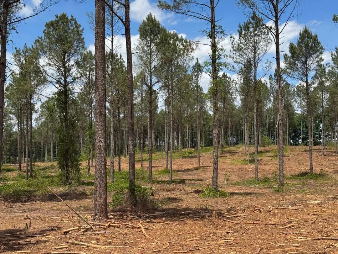 Twelve Acres- Elbert County, Georgia