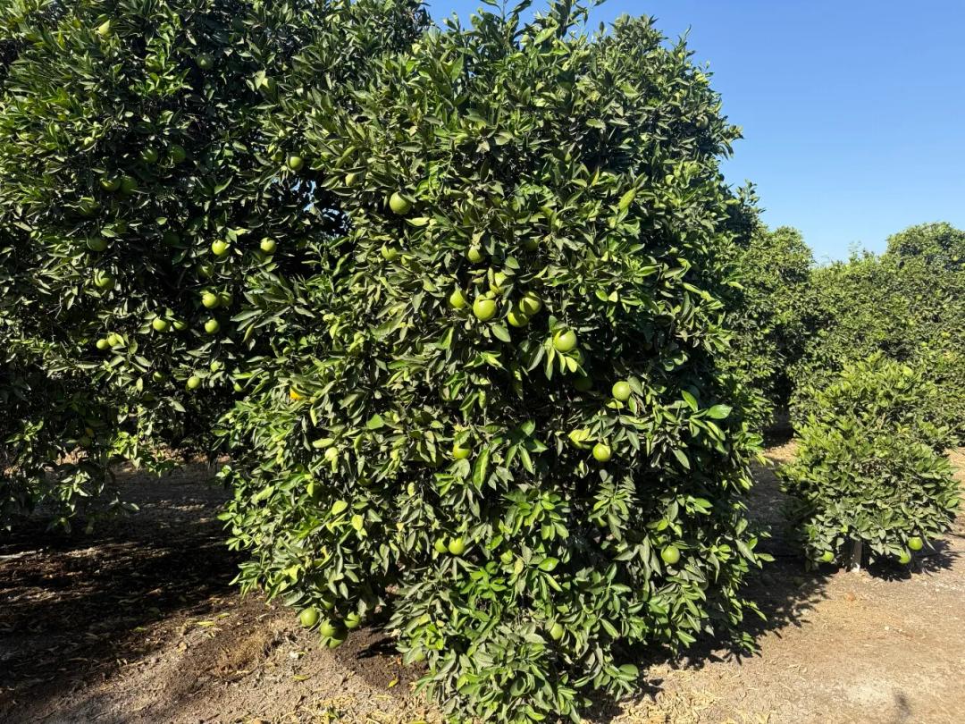 163.70 Acres at 25389 Ave. 120