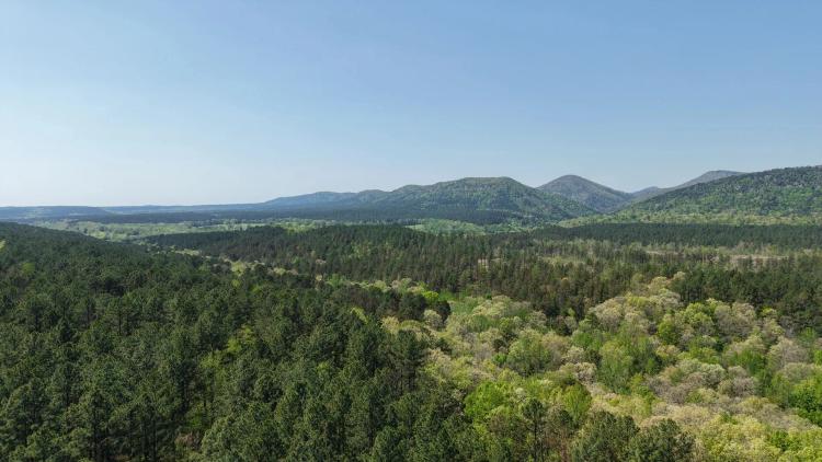 20 Acres in Pike County, AR 