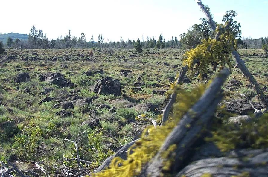 Remote * Southern Oregon Wilderness * Spacious parcel with owner financing