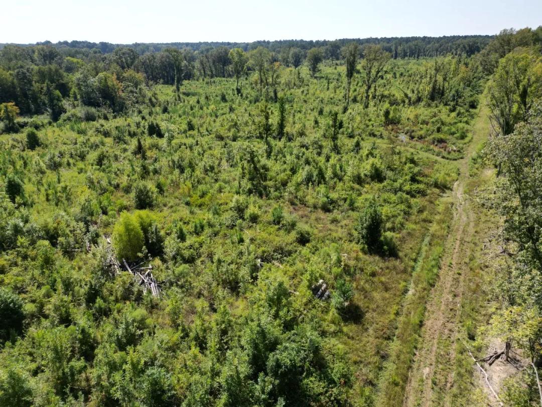 67 Acres in Scott County, MS 