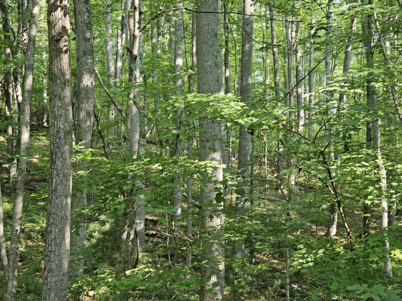 76950964-4
