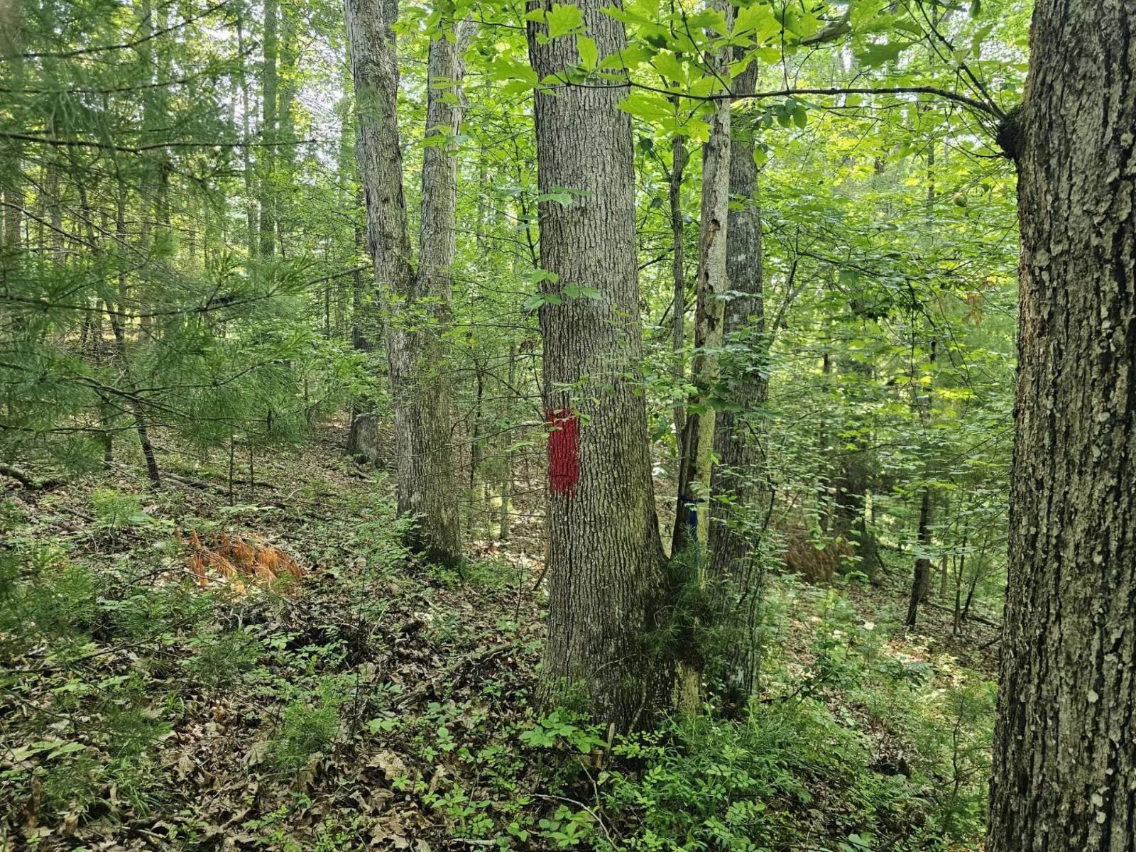 76950964-6