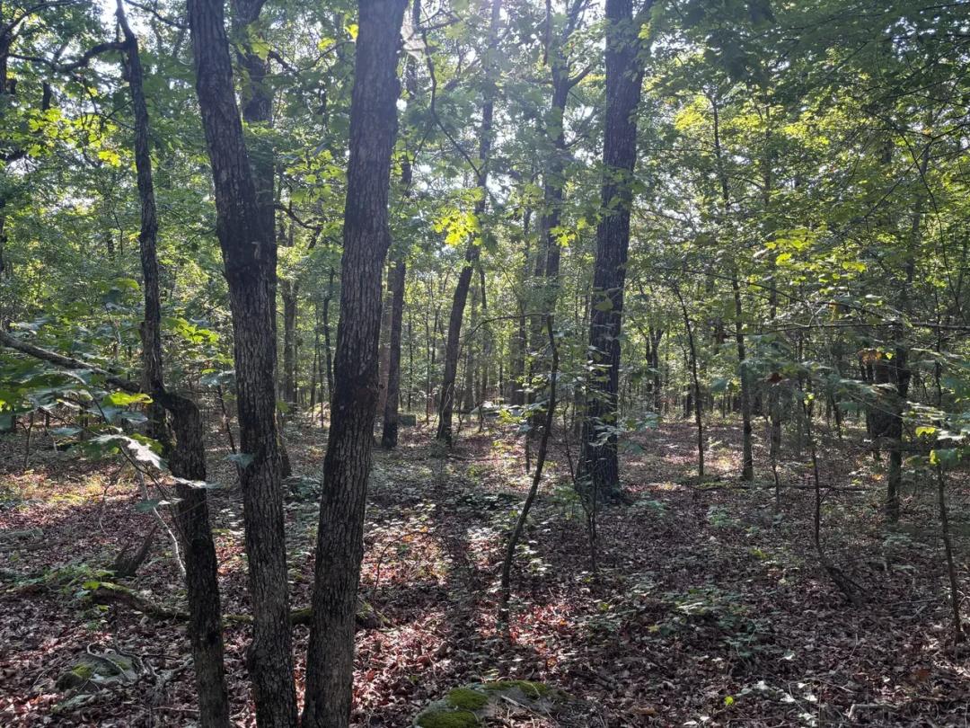 15 +- Wooded acres Jackson