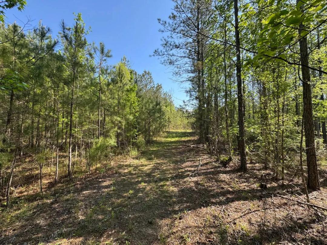 120 +/- Acres, Pine Plantation/Hunting Tract, Tallapoosa County, AL