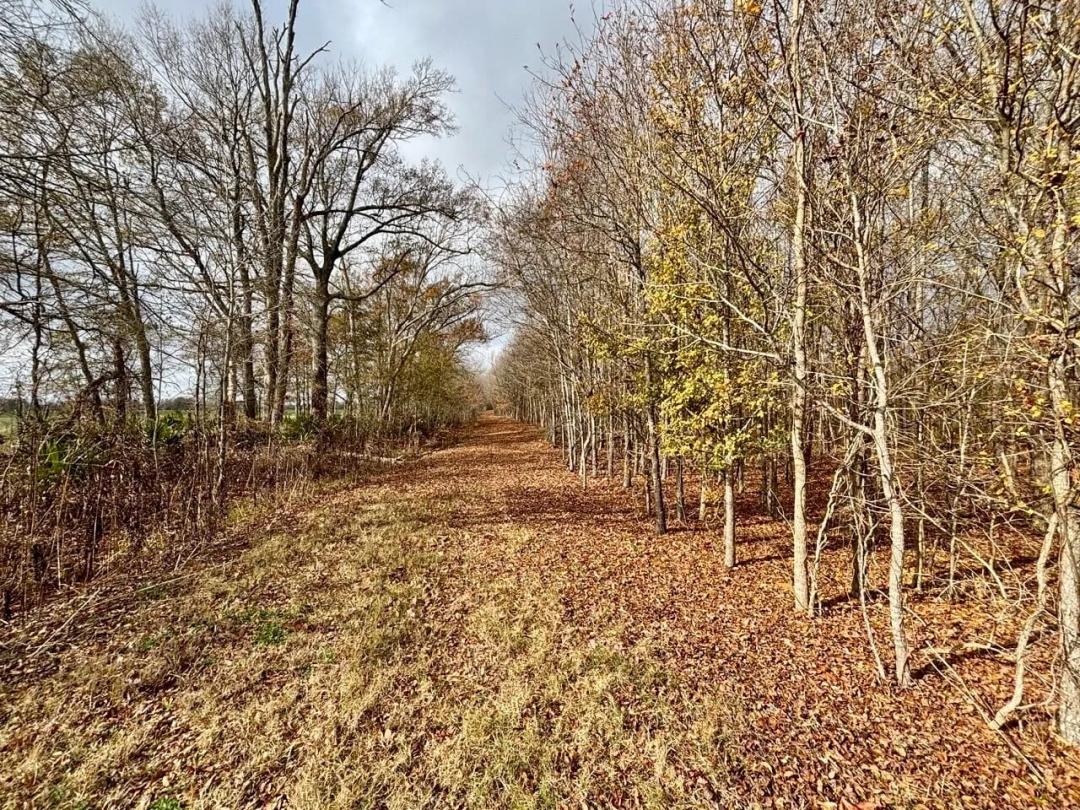130+/- acres Turnkey Tensas Parish Fine Hunting Land with CRP income