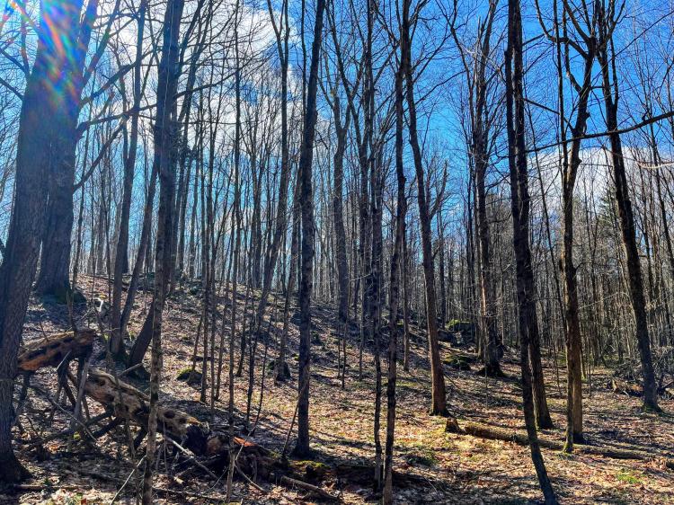 13 acres Upstate NY Hunting Land Pitcairn NY