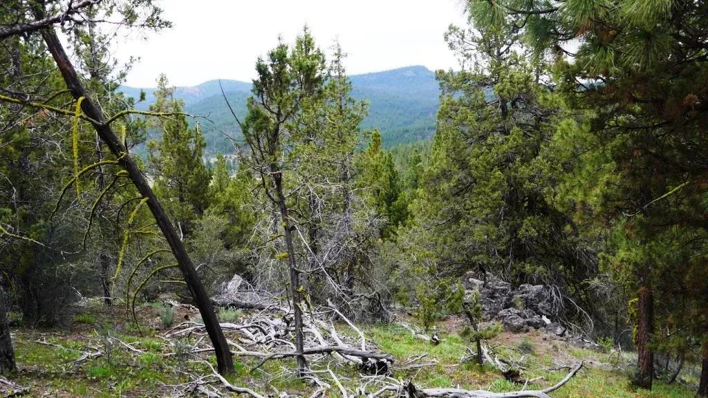 20 acres Timbered Oregon parcel - Open spaces and views